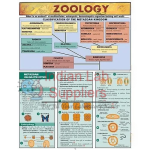 Zoology Charts